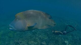 Australie : les profondeurs de l'Océan