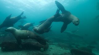 Lizzie Daly, les profondeurs d'Amérique du Nord
