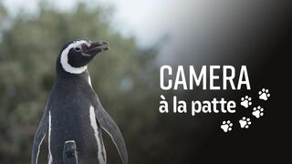 Caméra à la patte