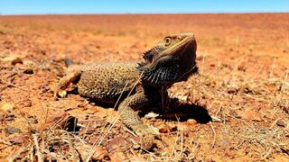 Champion de la survie