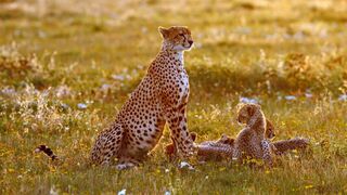 Guéparde, une mère déterminée