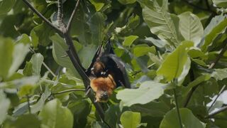 Malaisie, oasis de vies