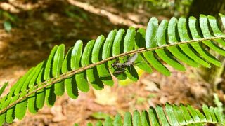 Le Honduras entre forêt tropicale et plages