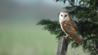 Un siècle pour les oiseaux