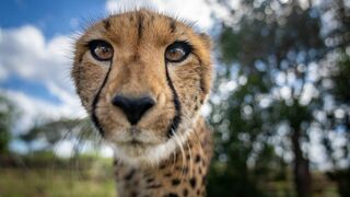 Refuges pour animaux sauvages