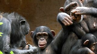 Animaux & Cie : une seconde chance