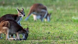 SOS faune sauvage - Australie