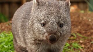 SOS faune sauvage - Australie