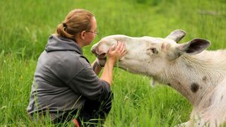 S.O.S. bêtes sauvages