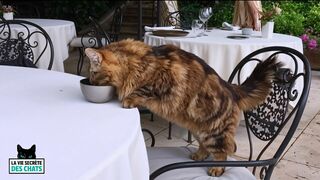 La vie secrète des chats