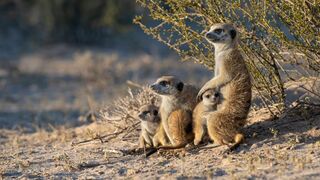 Le clan des suricates, nouvelle génération