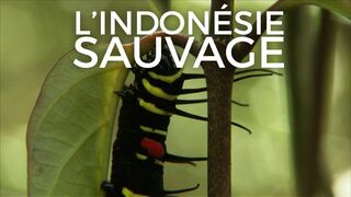 L'Indonésie sauvage