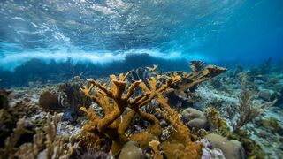 Des mains vertes pour la nature