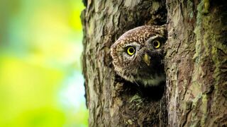 Le lynx à la croisée des chemins