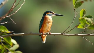 Le combat pour les oiseaux, dans le ciel d'Israël