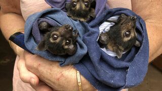 SOS faune sauvage - Australie