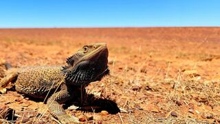 Champion de la survie