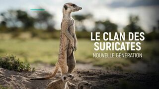 Le clan des suricates, nouvelle génération