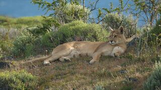Puma, lion des Andes