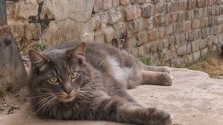 La vie secrète des chats