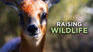 Refuges pour animaux sauvages