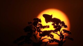 Migrations secrètes