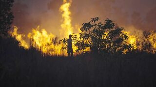 Amazonie : le combat pour la biodiversité