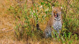 Léoparde : la reine du Serengeti