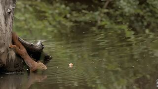 Ecureuil : les tribulations d'une forestière