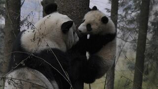 4 saisons au royaume du panda