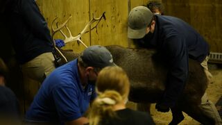 Vétérinaires de l'Arctique