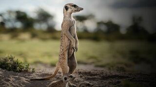 Le clan des suricates, nouvelle génération