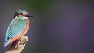 Le jardin extraordinaire