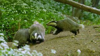 Le monde mystérieux des blaireaux