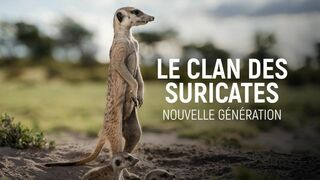 Le clan des suricates, nouvelle génération