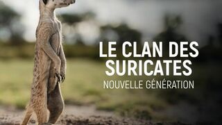 Le clan des suricates, nouvelle génération