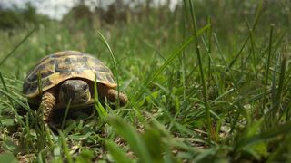 Alaïs, tortue sauvage de Provence