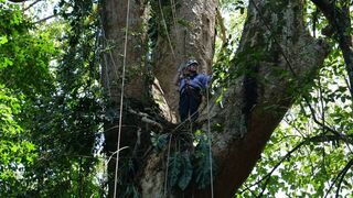 Francis Hallé, le passeur d'arbres