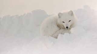 Vétérinaires de l'Arctique