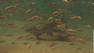 Requin, le mangeur de sable