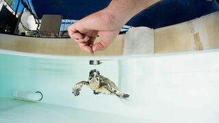 SOS faune sauvage - Australie