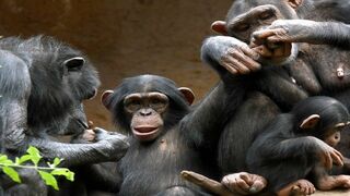 Animaux & Cie : une seconde chance