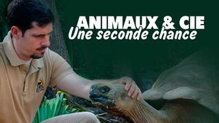Animaux & Cie : une seconde chance