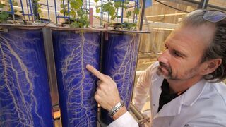 Le génie caché des plantes