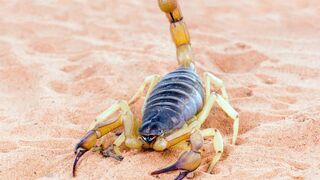 Animaux toxiques : les espèces les plus mortelles