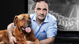 Kylo le Colley et Sasha le labrador