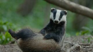 Le monde mystérieux des blaireaux