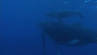 Les mutins de Libertalia