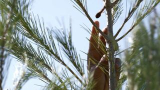 L'arbre qui cache la forêt