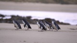 SOS faune sauvage - Australie